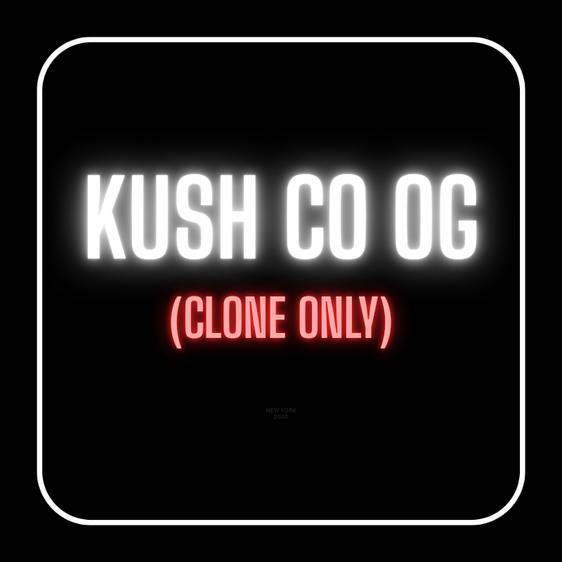 KUSH CO OG