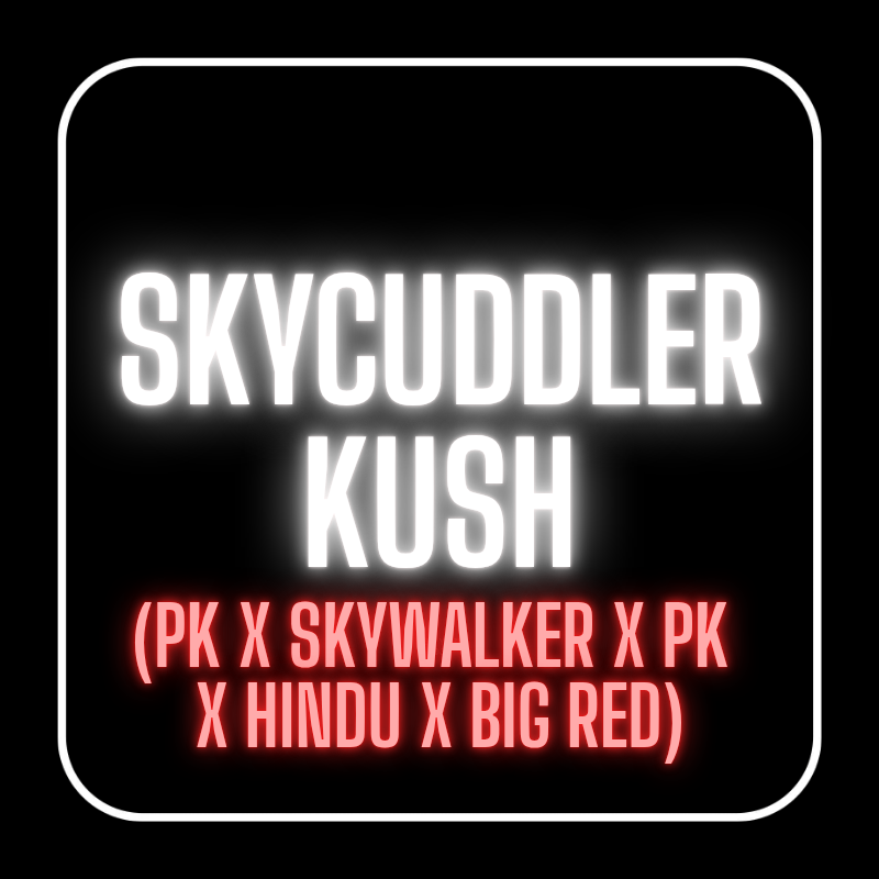 SKYCUDDLER KUSH